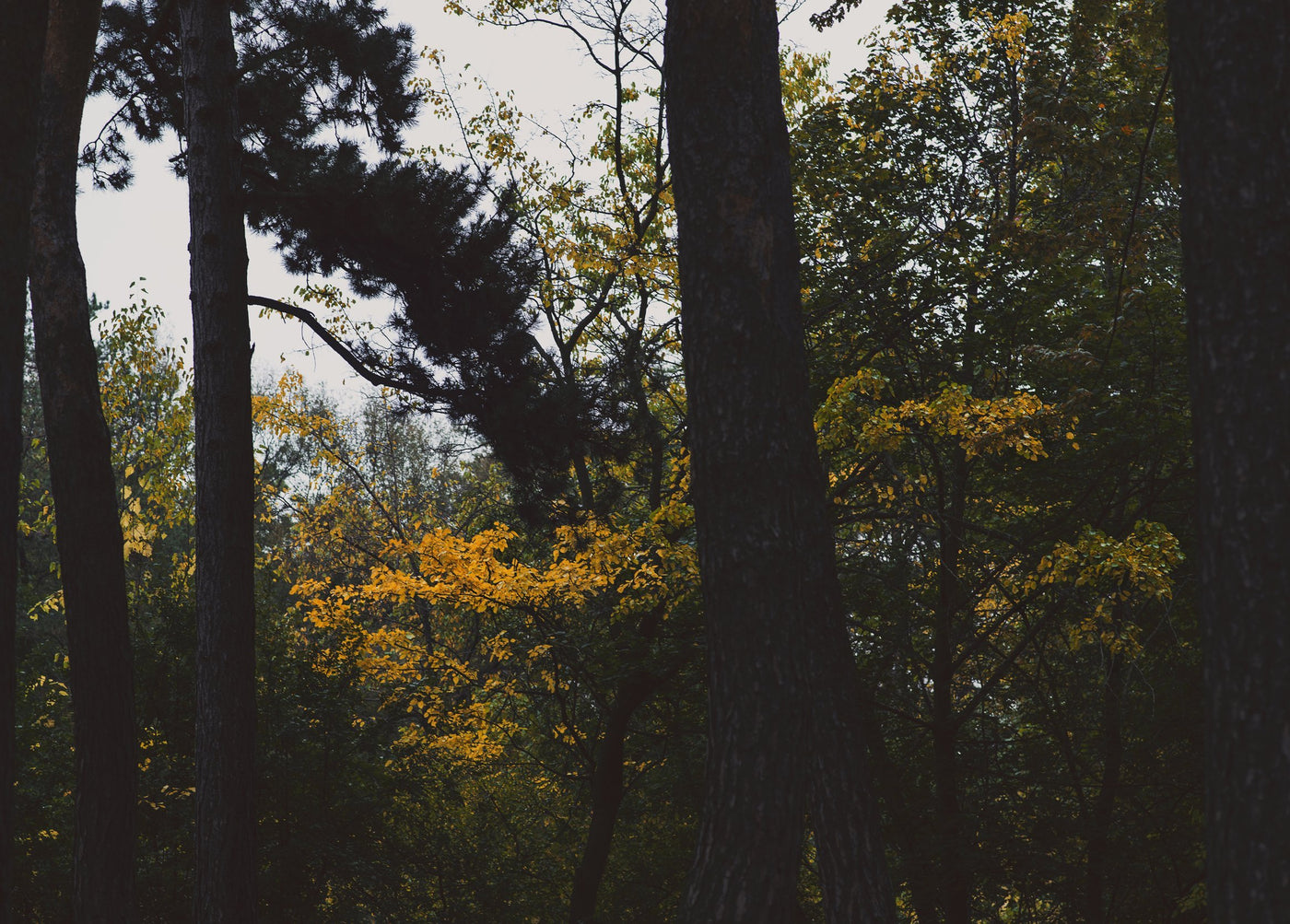 Autumn Collection