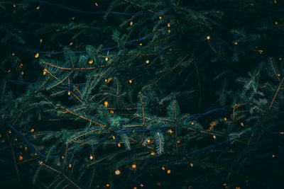 Christmas & Winter Collection